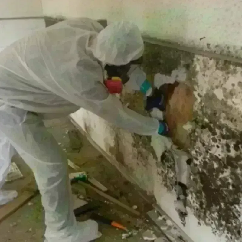 Mold Remediation and Removal in Harrisburg, SD